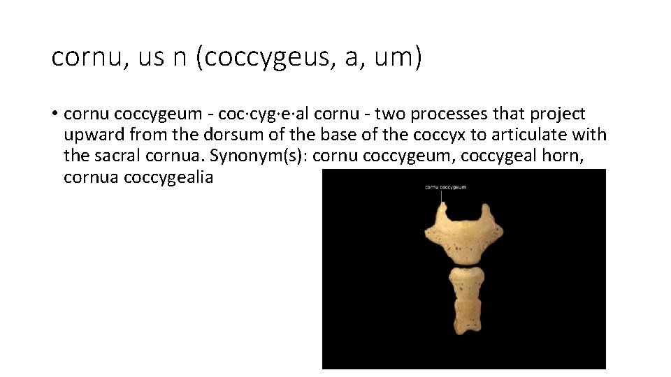 cornu, us n (coccygeus, a, um) • cornu coccygeum - coc·cyg·e·al cornu - two