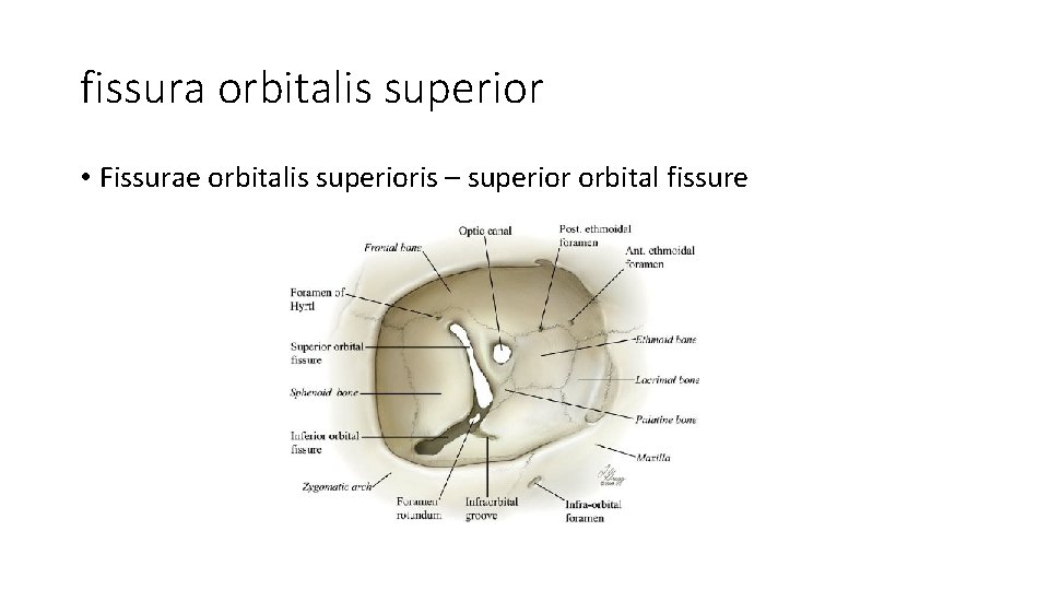 fissura orbitalis superior • Fissurae orbitalis superioris – superior orbital fissure 