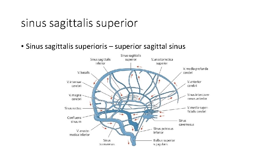 sinus sagittalis superior • Sinus sagittalis superioris – superior sagittal sinus 