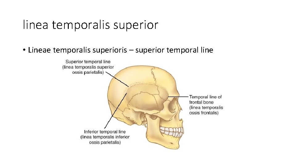 linea temporalis superior • Lineae temporalis superioris – superior temporal line 