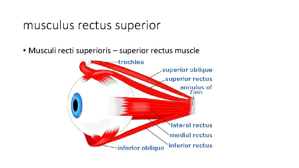musculus rectus superior • Musculi recti superioris – superior rectus muscle 