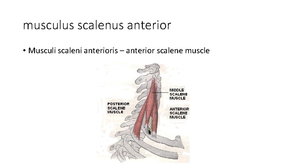 musculus scalenus anterior • Musculi scaleni anterioris – anterior scalene muscle 