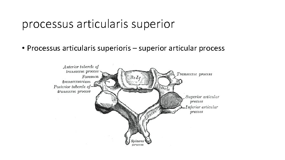 processus articularis superior • Processus articularis superioris – superior articular process 