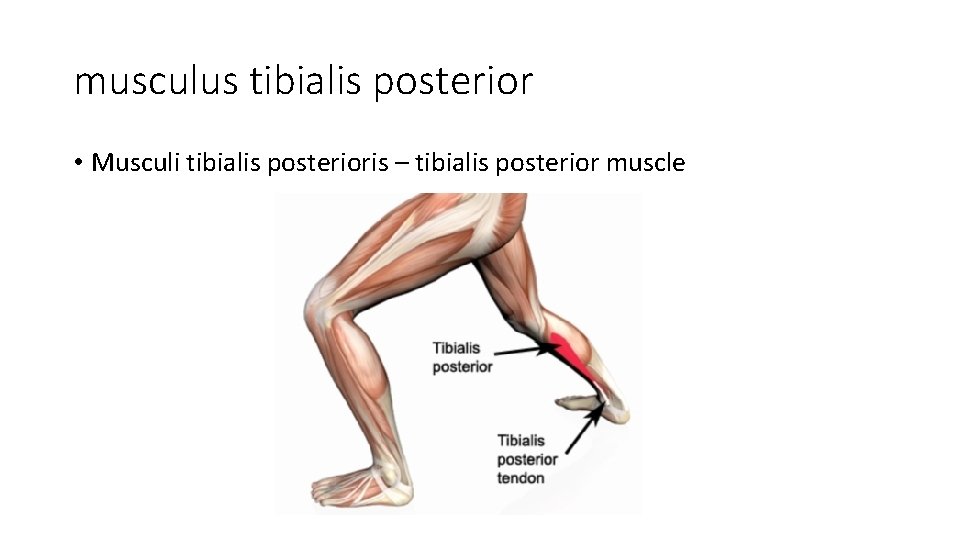 musculus tibialis posterior • Musculi tibialis posterioris – tibialis posterior muscle 