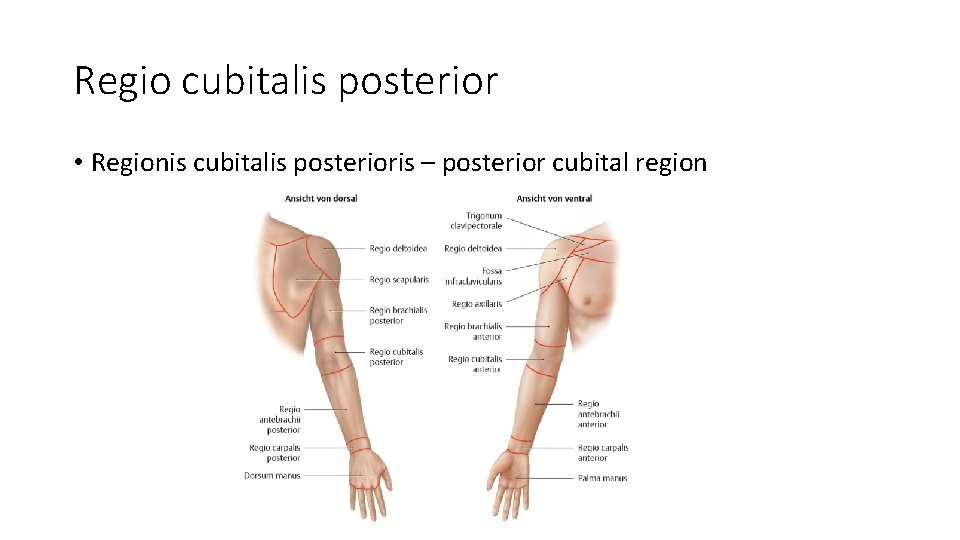 Regio cubitalis posterior • Regionis cubitalis posterioris – posterior cubital region 