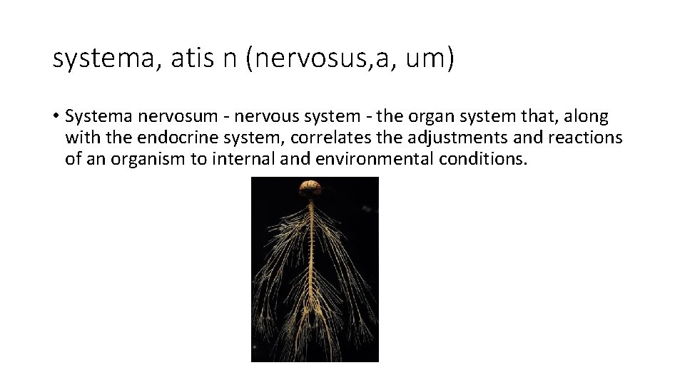 systema, atis n (nervosus, a, um) • Systema nervosum - nervous system - the