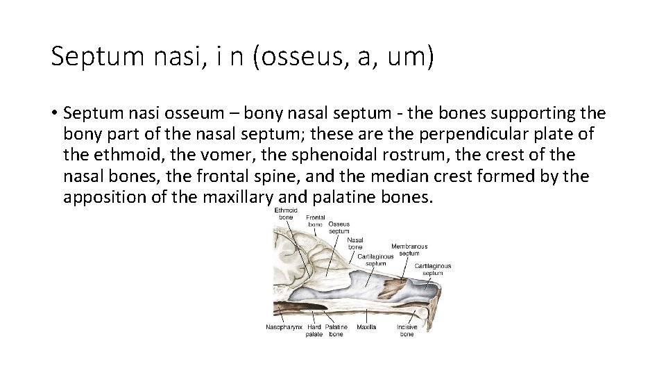 Septum nasi, i n (osseus, a, um) • Septum nasi osseum – bony nasal