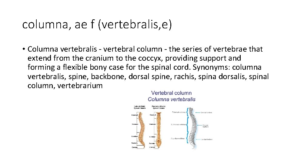 columna, ae f (vertebralis, e) • Columna vertebralis - vertebral column - the series