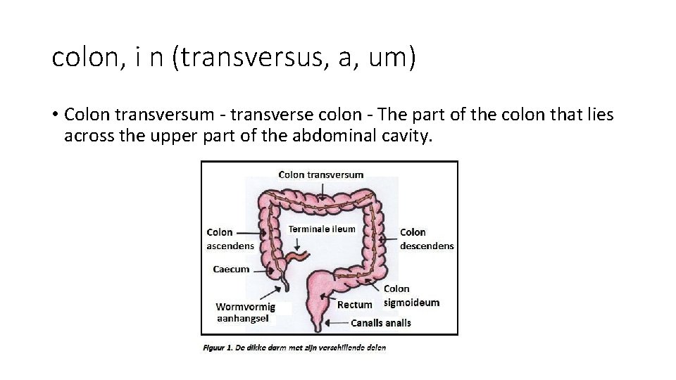 colon, i n (transversus, a, um) • Colon transversum - transverse colon - The