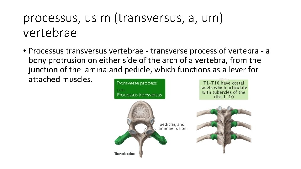 processus, us m (transversus, a, um) vertebrae • Processus transversus vertebrae - transverse process