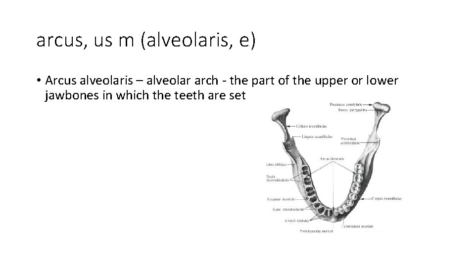 arcus, us m (alveolaris, e) • Arcus alveolaris – alveolar arch - the part