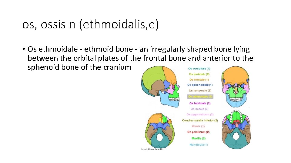 os, ossis n (ethmoidalis, e) • Os ethmoidale - ethmoid bone - an irregularly