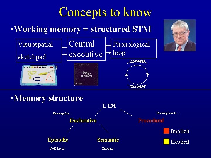 Concepts to know • Working memory = structured STM Central executive Visuospatial sketchpad •