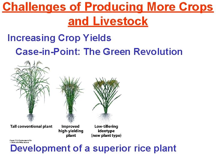 Challenges of Producing More Crops and Livestock Increasing Crop Yields Case-in-Point: The Green Revolution