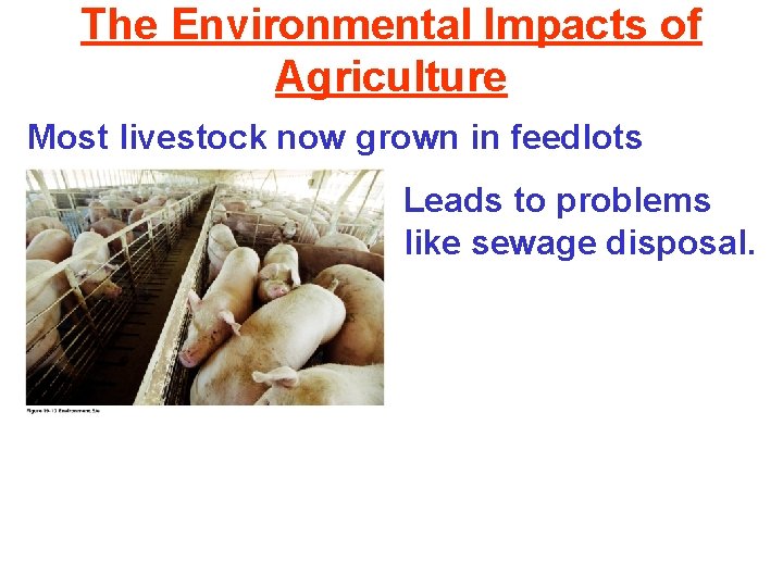 The Environmental Impacts of Agriculture Most livestock now grown in feedlots Leads to problems