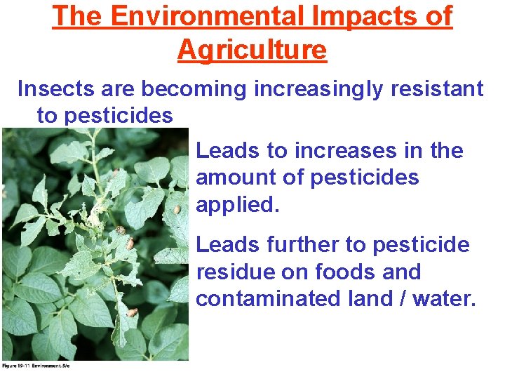The Environmental Impacts of Agriculture Insects are becoming increasingly resistant to pesticides Leads to