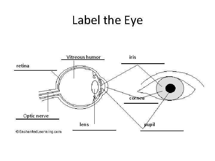 Label the Eye Vitreous humor iris retina cornea Optic nerve lens pupil 
