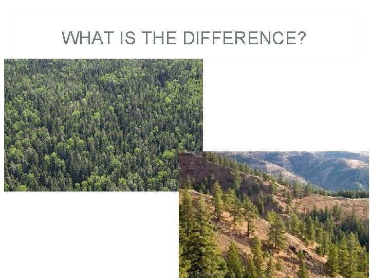 WHAT IS THE DIFFERENCE? 