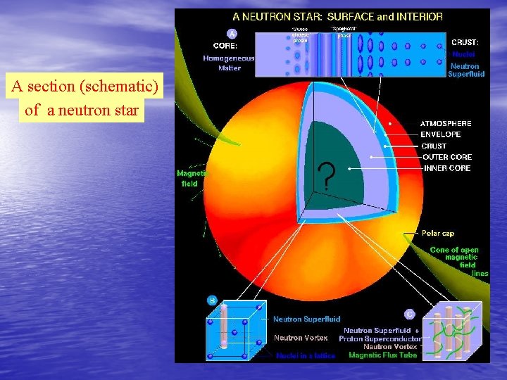 A section (schematic) of a neutron star 