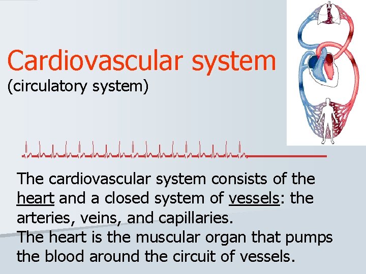 Cardiovascular system (circulatory system) The cardiovascular system consists of the heart and a closed