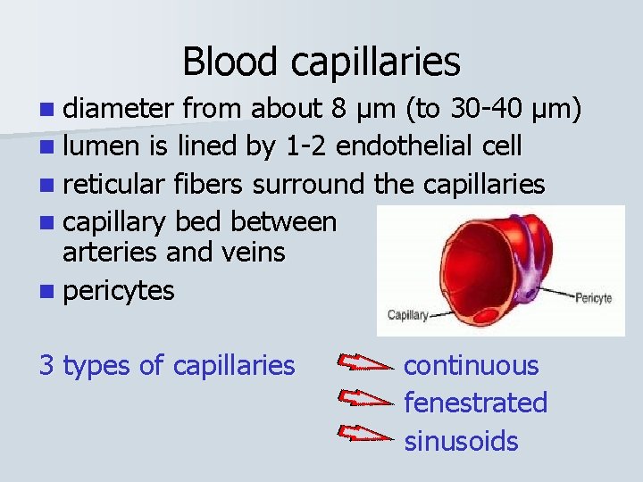 Blood capillaries n diameter from about 8 µm (to 30 -40 µm) n lumen