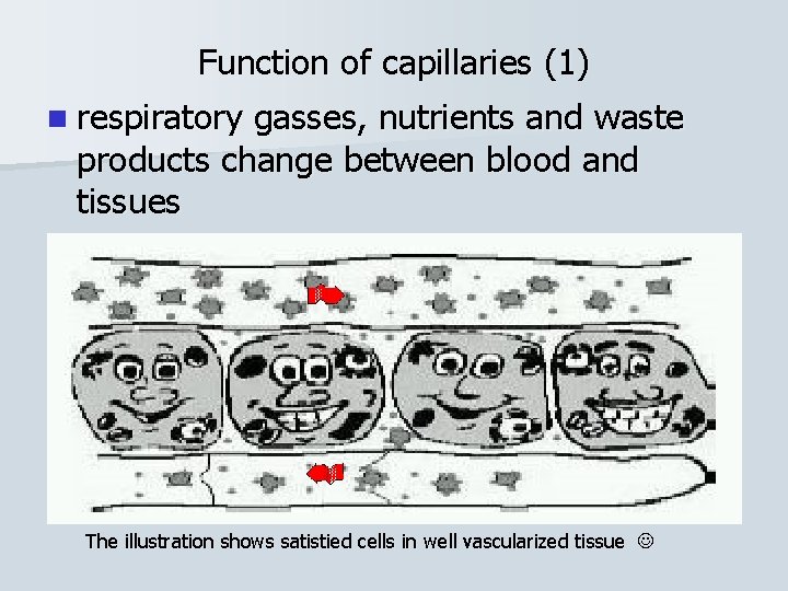 Function of capillaries (1) n respiratory gasses, nutrients and waste products change between blood