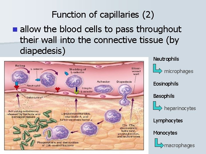 Function of capillaries (2) n allow the blood cells to pass throughout their wall