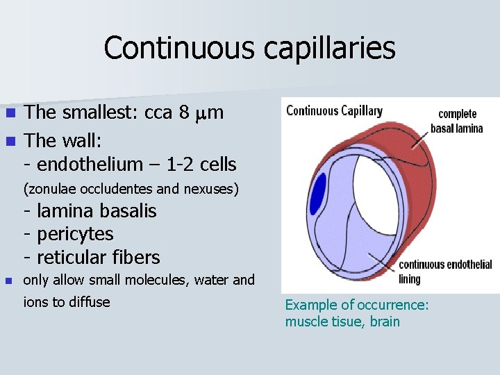 Continuous capillaries The smallest: cca 8 m n The wall: - endothelium – 1