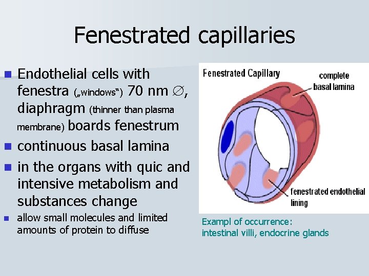 Fenestrated capillaries n n Endothelial cells with fenestra („windows“) 70 nm , diaphragm (thinner