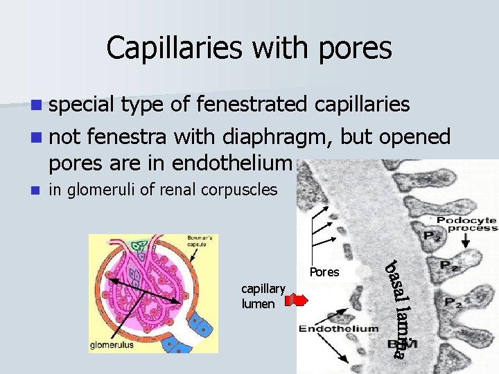 Capillaries with pores n special type of fenestrated capillaries n not fenestra with diaphragm,