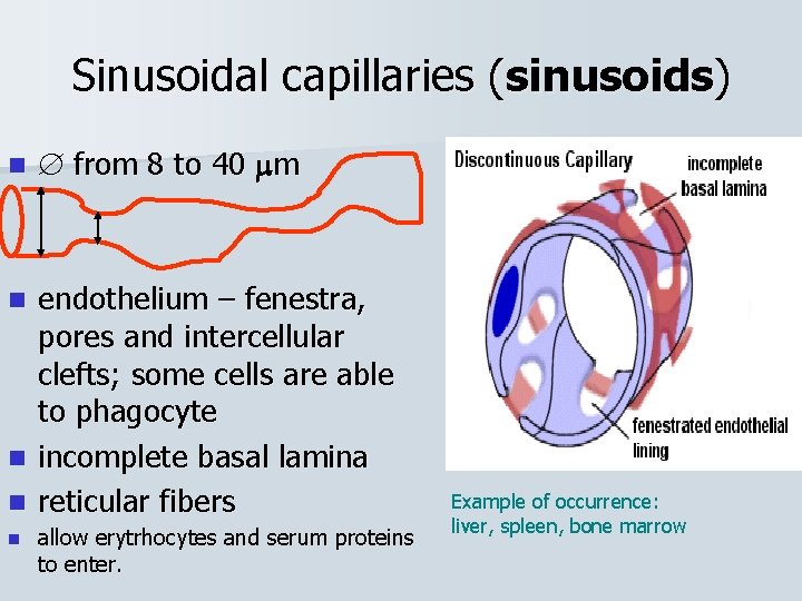 Sinusoidal capillaries (sinusoids) n from 8 to 40 m n n endothelium – fenestra,