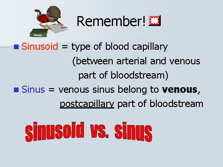 Remember! n Sinusoid = type of blood capillary (between arterial and venous part of