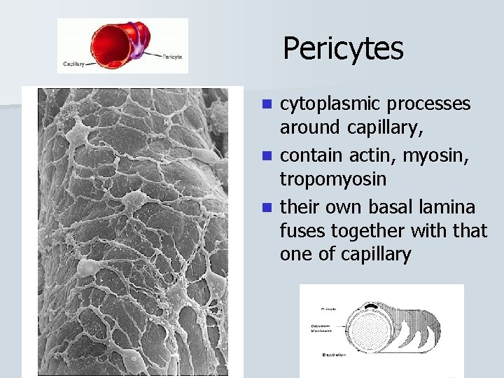  Pericytes cytoplasmic processes around capillary, n contain actin, myosin, tropomyosin n their own