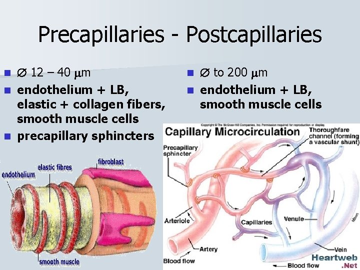 Precapillaries - Postcapillaries 12 – 40 m n endothelium + LB, elastic + collagen
