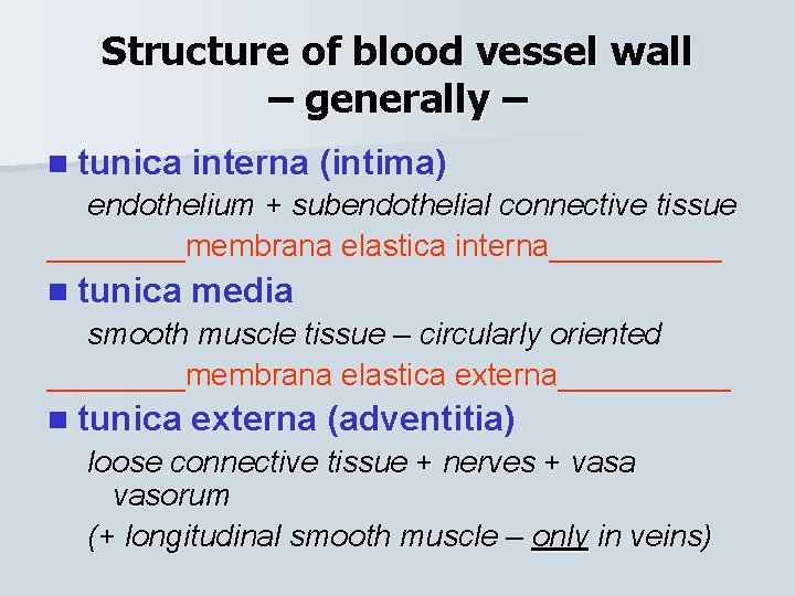 Structure of blood vessel wall – generally – n tunica interna (intima) endothelium +