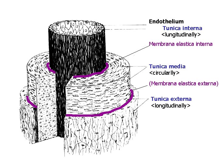 Endothelium Tunica interna <lungitudinally> Membrana elastica interna Tunica media <circularlly> (Membrana elastica externa) Tunica