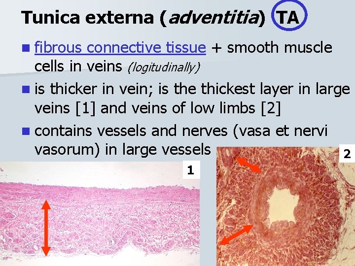 Tunica externa (adventitia) TA n fibrous connective tissue + smooth muscle cells in veins