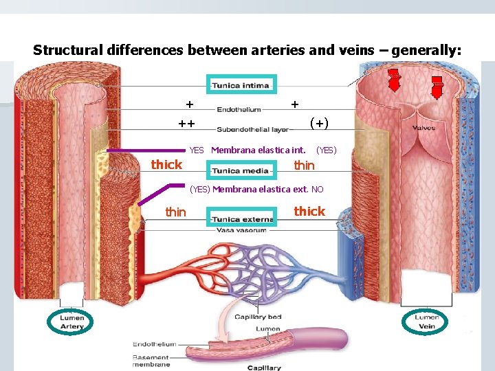 Structural differences between arteries and veins – generally: + ++ + (+) YES Membrana