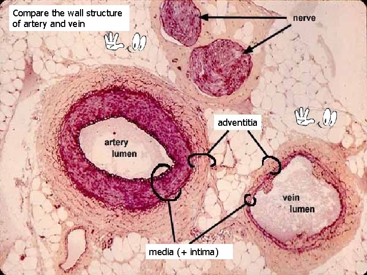 Compare the wall structure of artery and vein adventitia media (+ intima) 