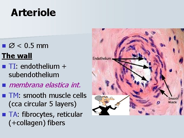 Arteriole < 0. 5 mm The wall n TI: endothelium + subendothelium n n