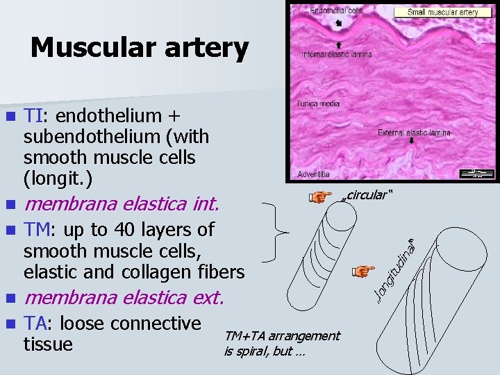 Muscular artery TI: endothelium + subendothelium (with smooth muscle cells (longit. ) TM: up