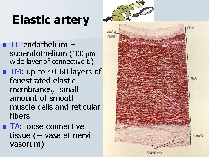 Elastic artery n TI: endothelium + subendothelium (100 m wide layer of connective t.