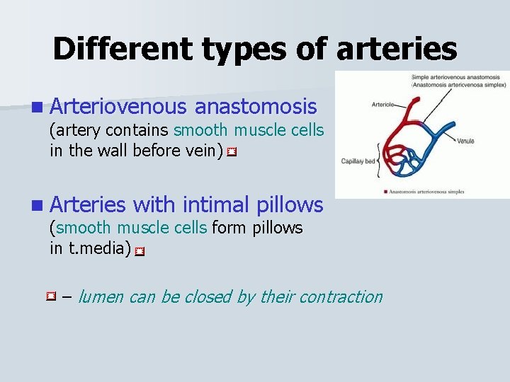 Different types of arteries n Arteriovenous anastomosis (artery contains smooth muscle cells in the