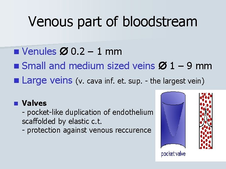 Venous part of bloodstream n Venules 0. 2 – 1 mm n Small and