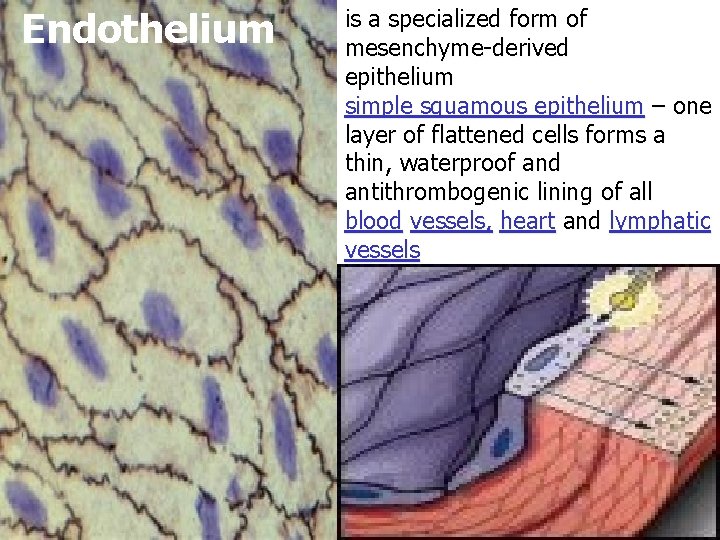 Endothelium is a specialized form of mesenchyme-derived epithelium simple squamous epithelium – one layer