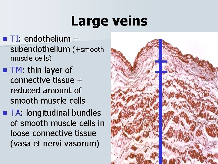 Large veins n TI: endothelium + subendothelium (+smooth muscle cells) TM: thin layer of