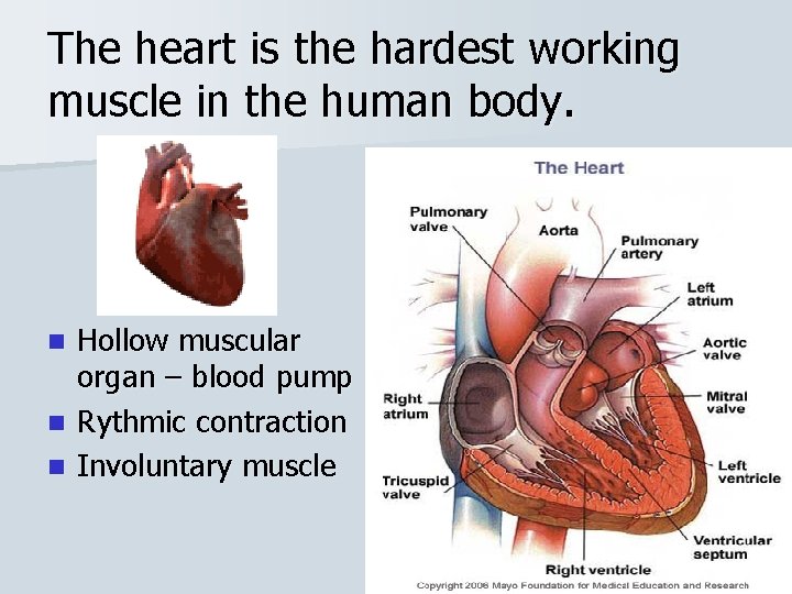 The heart is the hardest working muscle in the human body. Hollow muscular organ