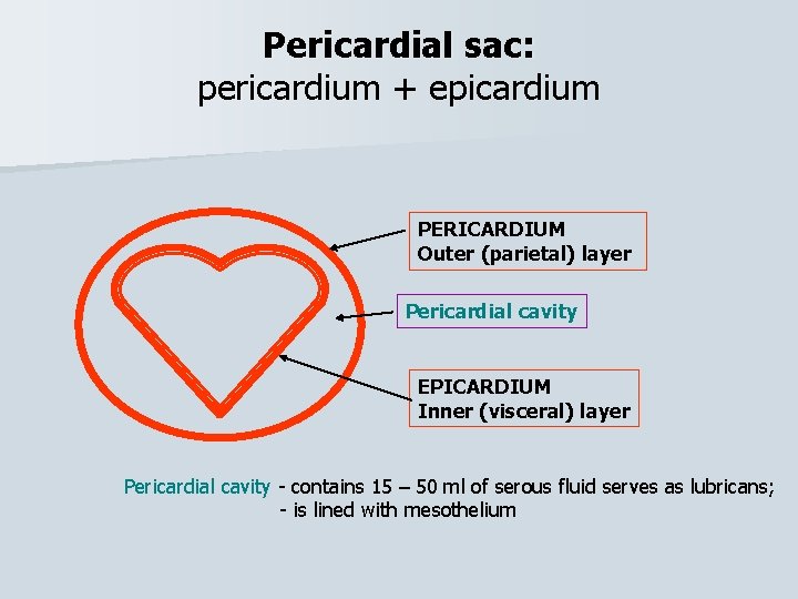 Pericardial sac: pericardium + epicardium PERICARDIUM Outer (parietal) layer Pericardial cavity EPICARDIUM Inner (visceral)