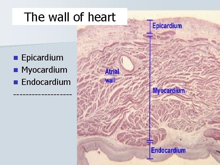 The wall of heart Epicardium n Myocardium n Endocardium ---------n 