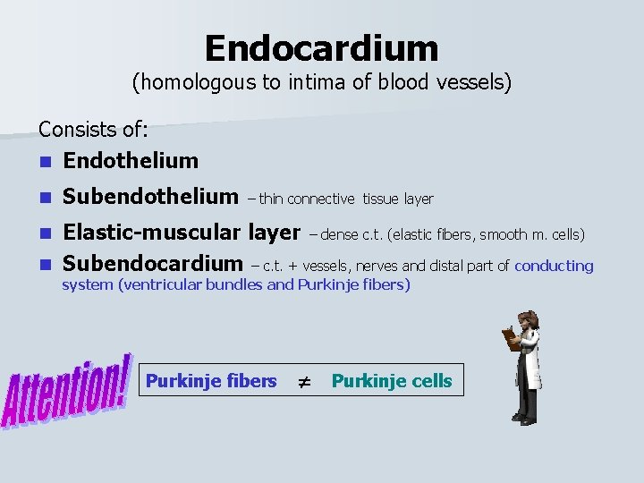 Endocardium (homologous to intima of blood vessels) Consists of: n Endothelium n Subendothelium –